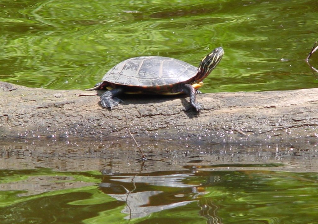 Turtle sunning on Nashwaaksis Stream
