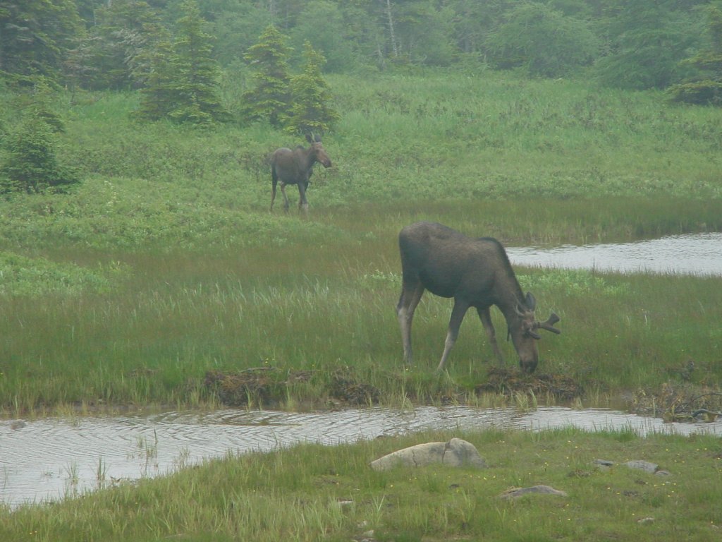 Moose in wet area beside road