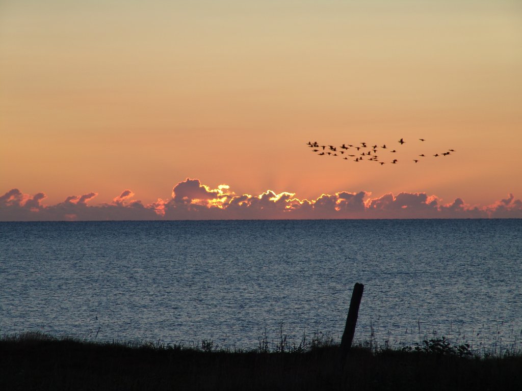 Flock of gannets backlit by sunrise